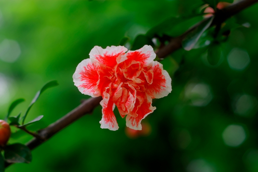 IMGP3775.jpg