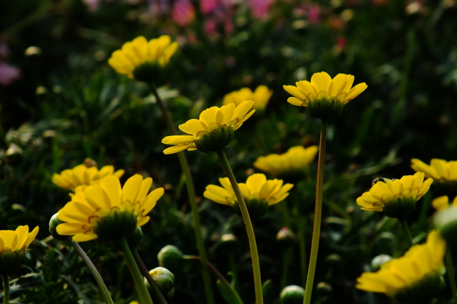 DSCF5300.JPG