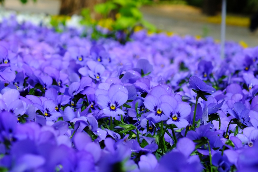 DSCF5307.JPG