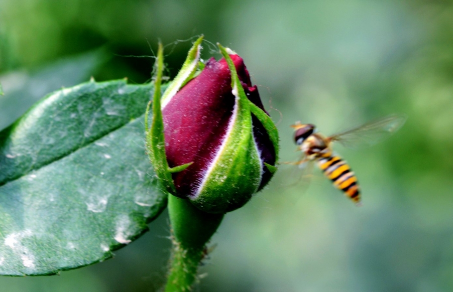 DSC_0601蜜蜂4.jpg