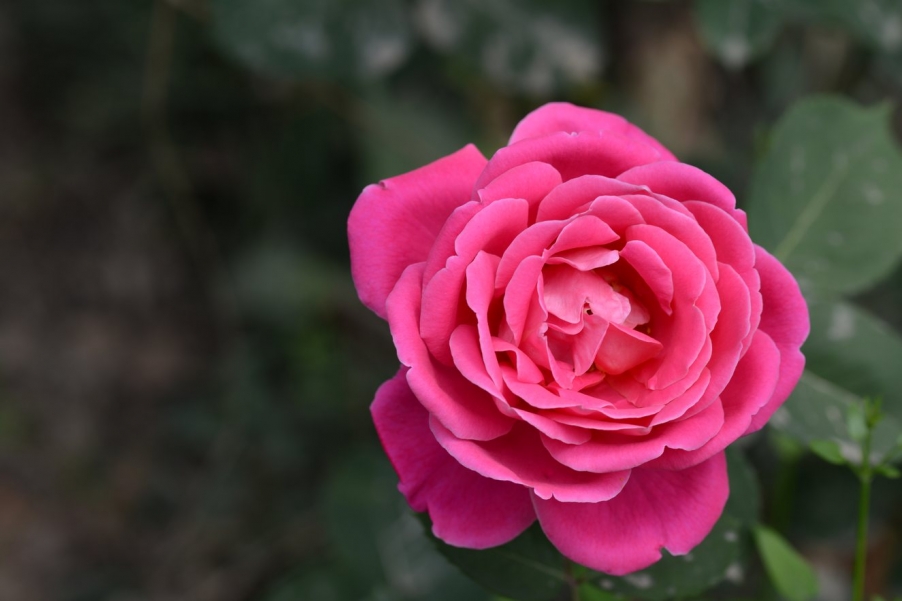 DSC_0450.jpg