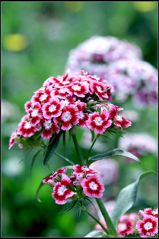 菊花.jpeg