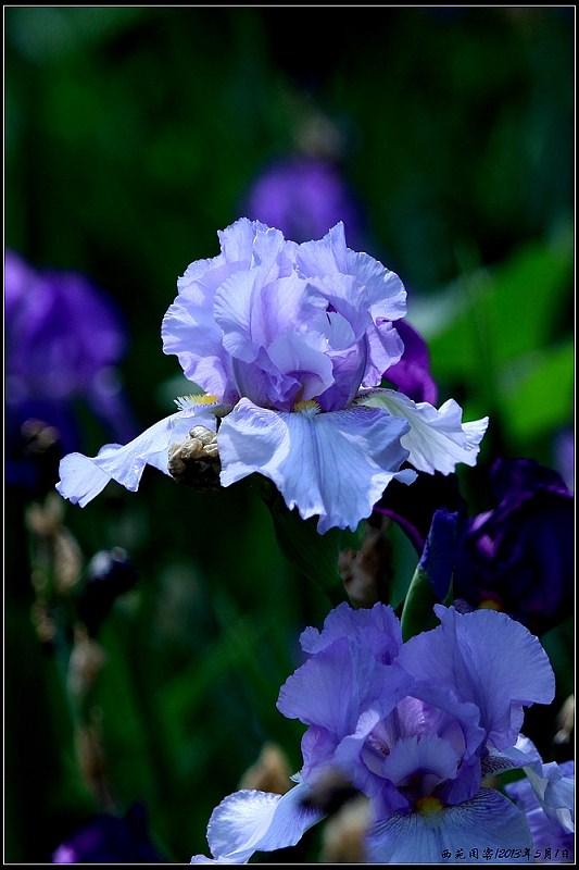 紫花.jpeg