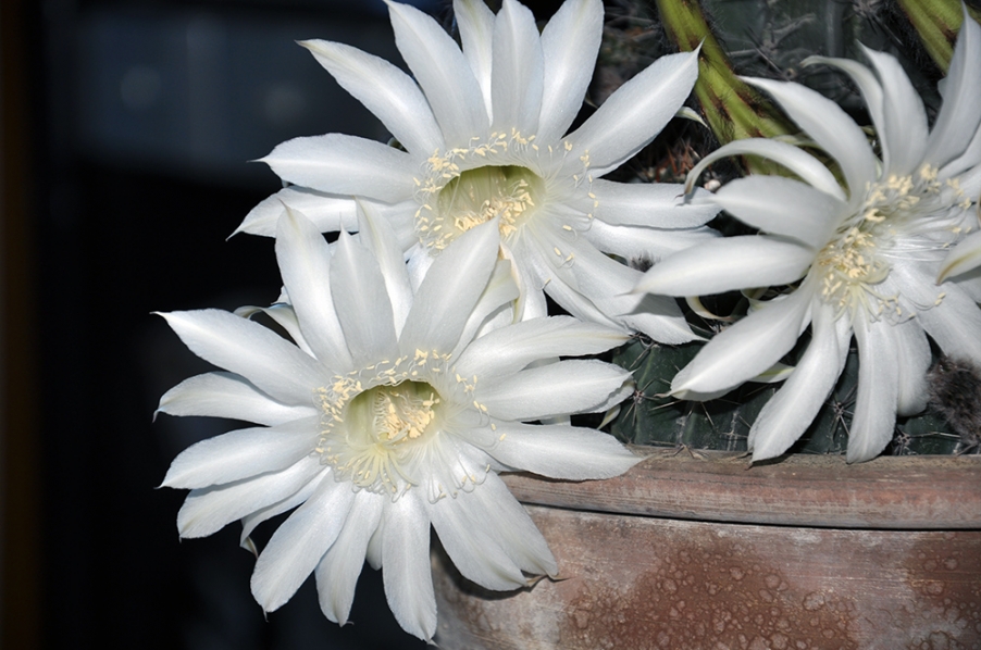 DSC_0619.jpg
