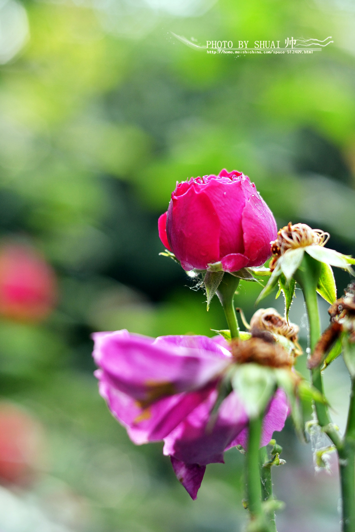 DSC_6342_副本.jpg