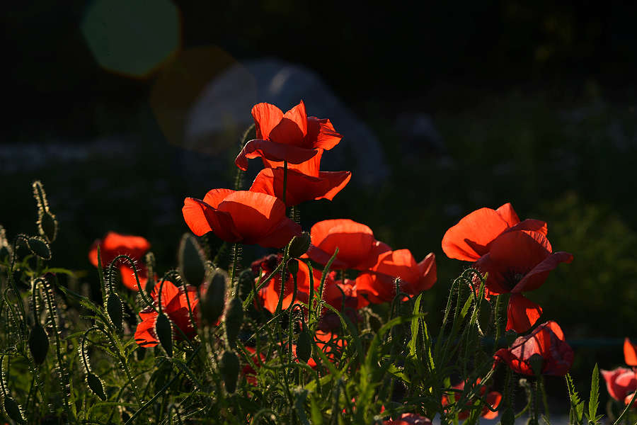 DSC_4006.JPG