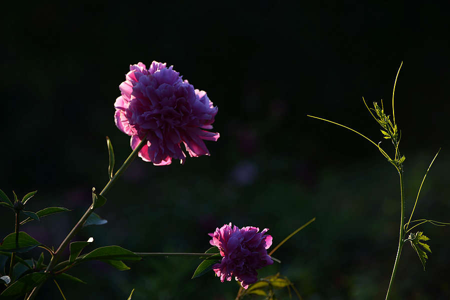 DSC_4026.JPG