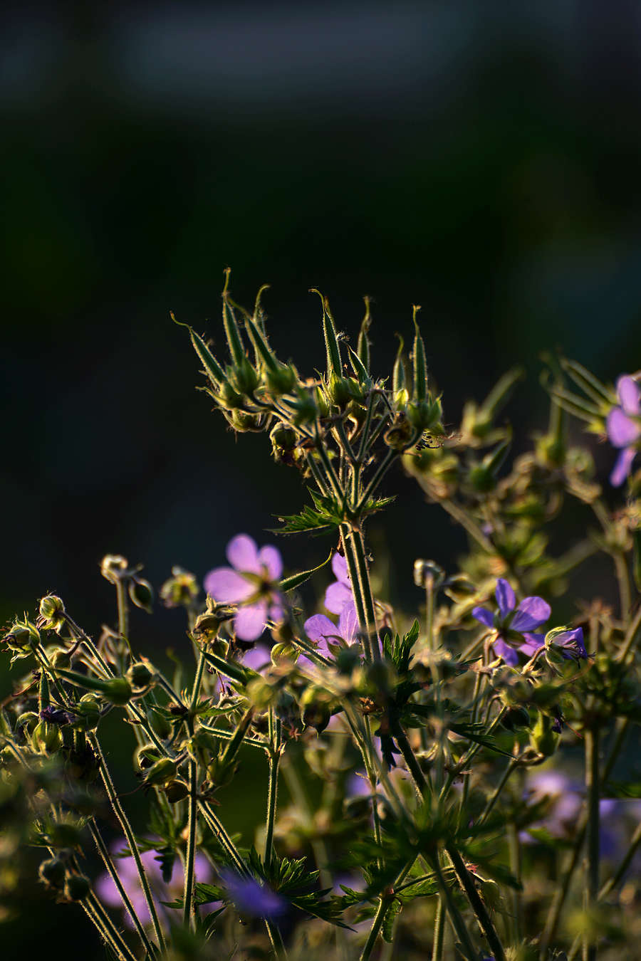 DSC_4055.JPG