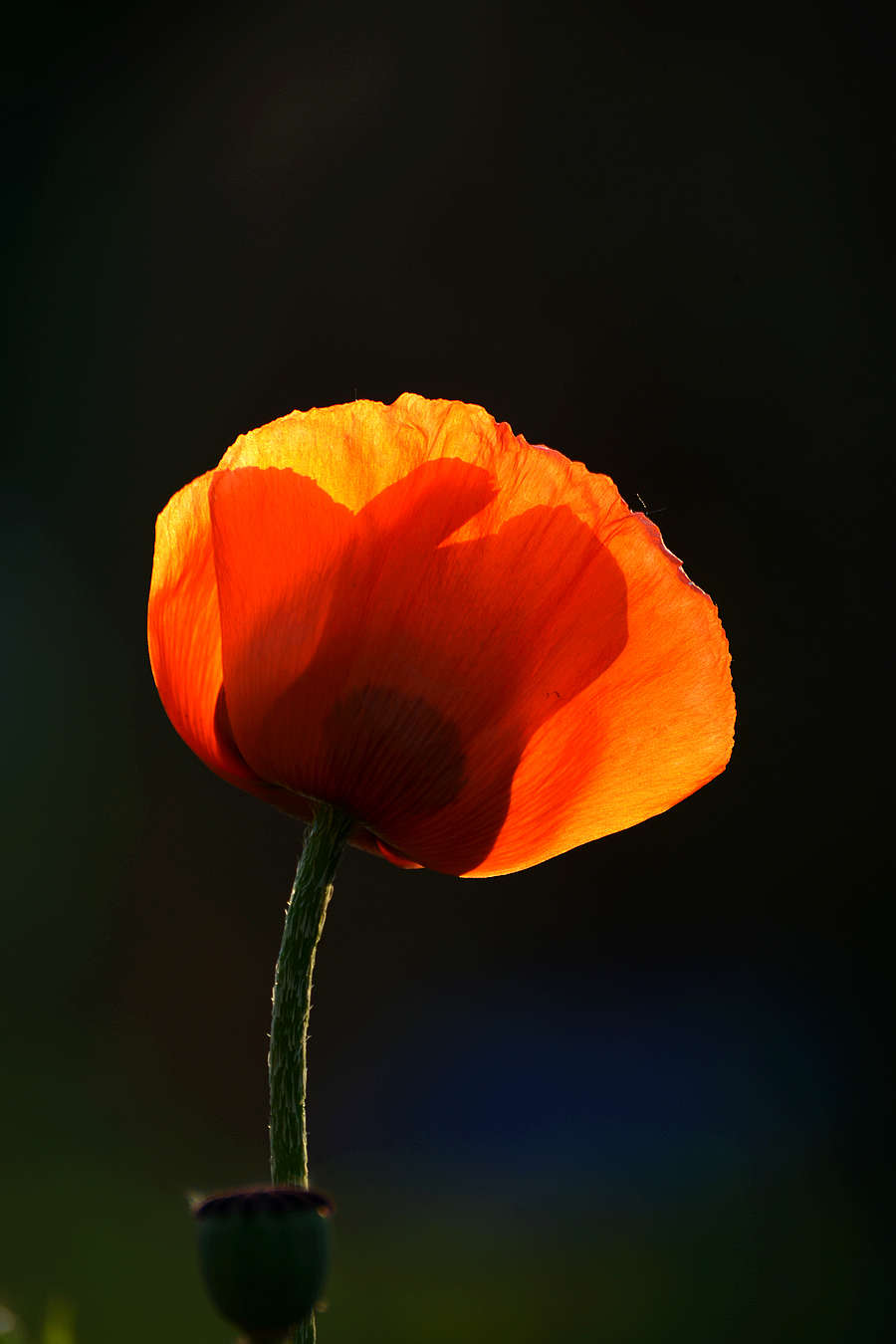 DSC_4044.JPG