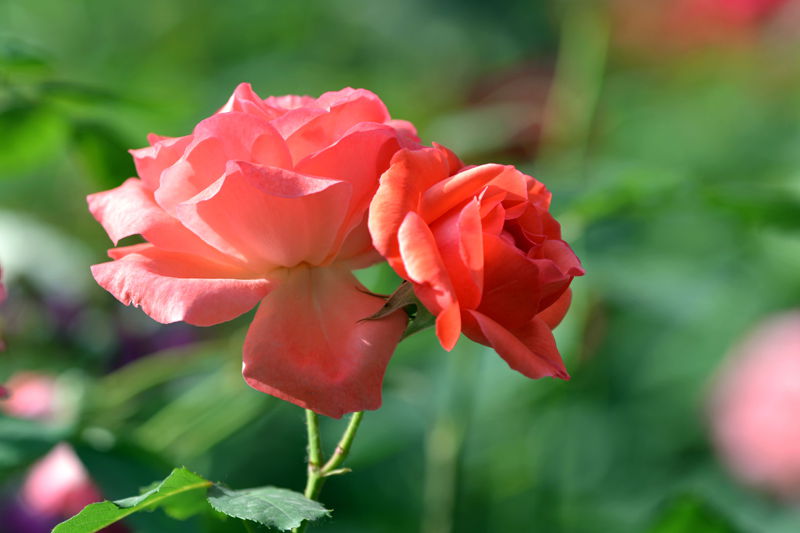 DSC_4695_副本_副本.jpg
