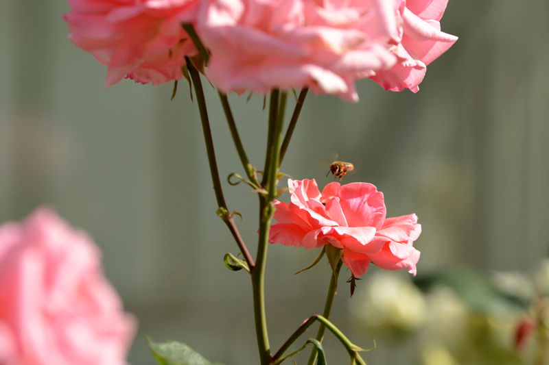 DSC_4722_副本_副本.jpg