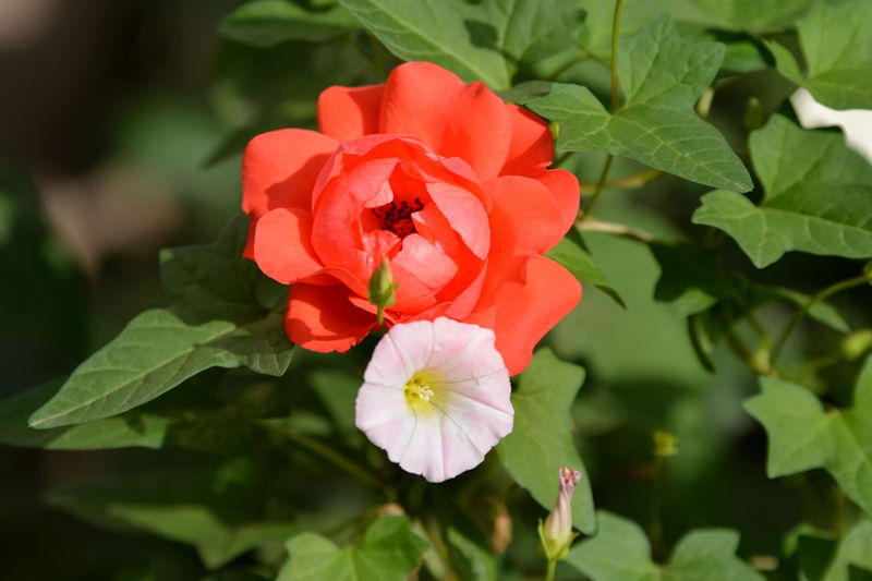 DSC_4739_副本_副本.jpg