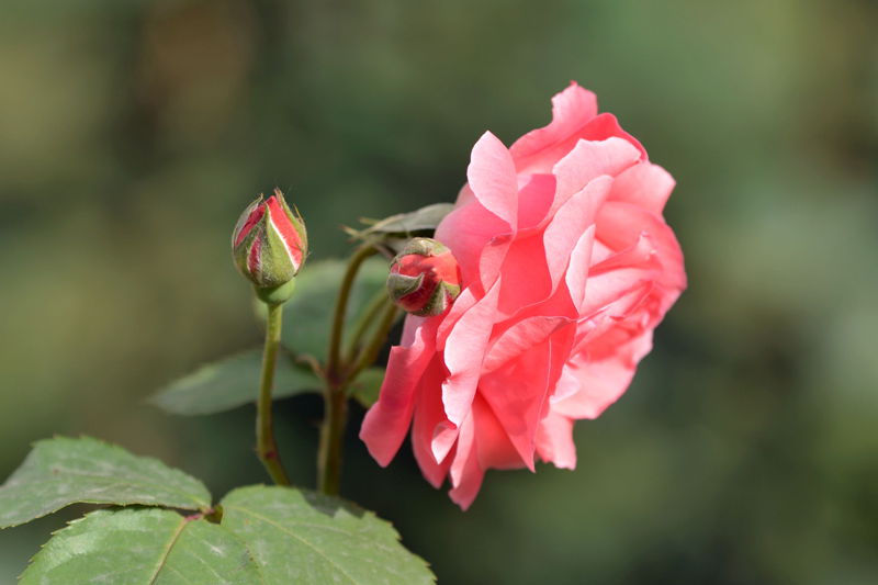 DSC_4740_副本_副本.jpg