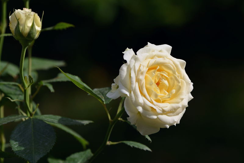 DSC_4755_副本_副本.jpg
