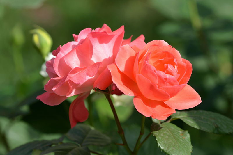 DSC_4757_副本_副本_副本.jpg