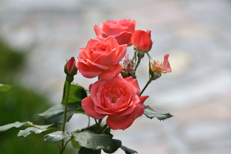 DSC_4759_副本_副本.jpg