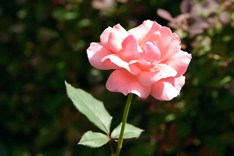 DSC_4775_副本_副本_副本.jpg