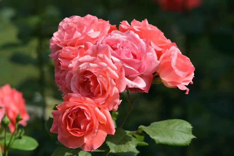 DSC_4783_副本_副本.jpg