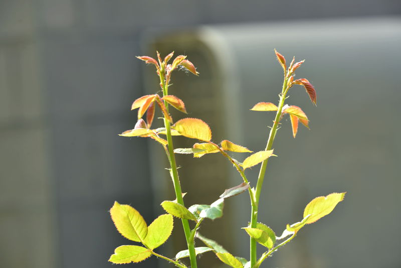 DSC_4794_副本_副本.jpg
