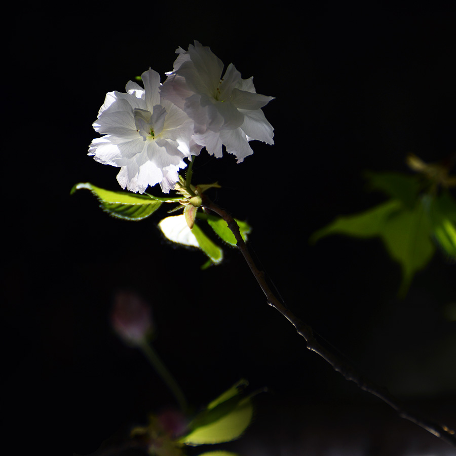 DSC_0549.JPG