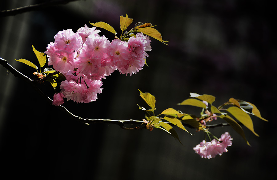 DSC_0553.JPG