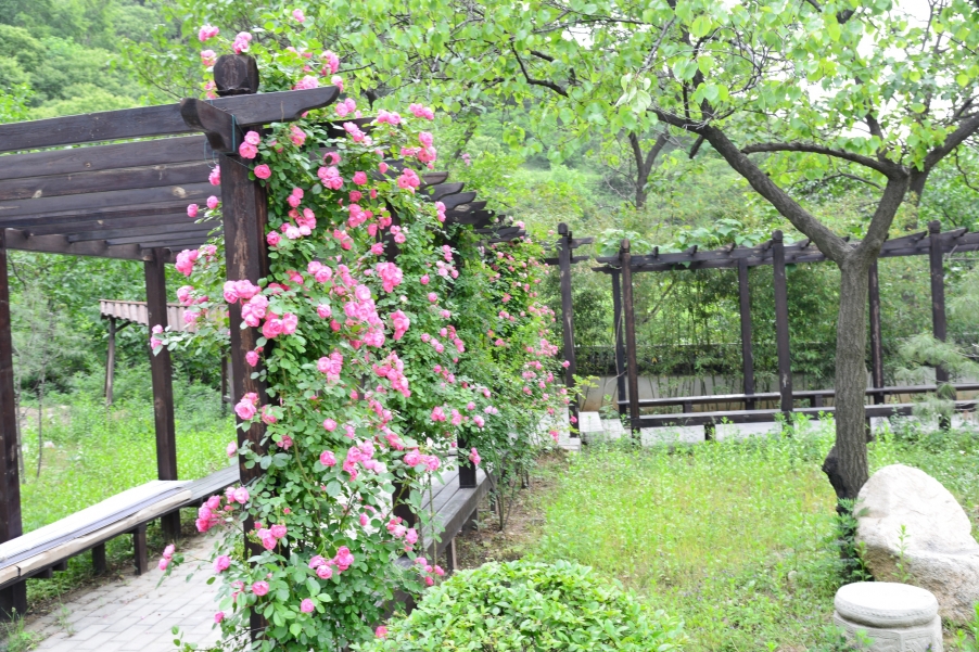 DSC_2471 - 副本.JPG