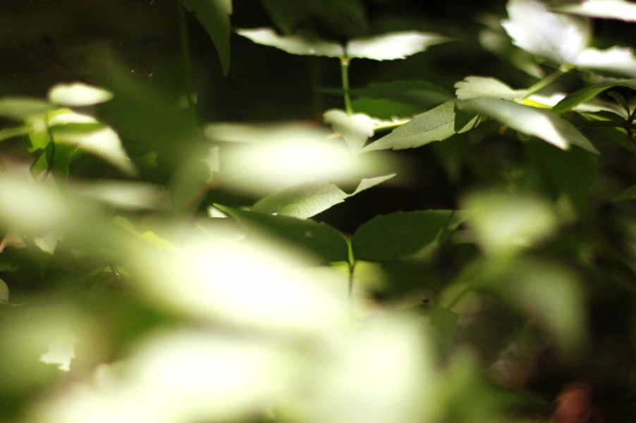 IMG_3701副本.jpg