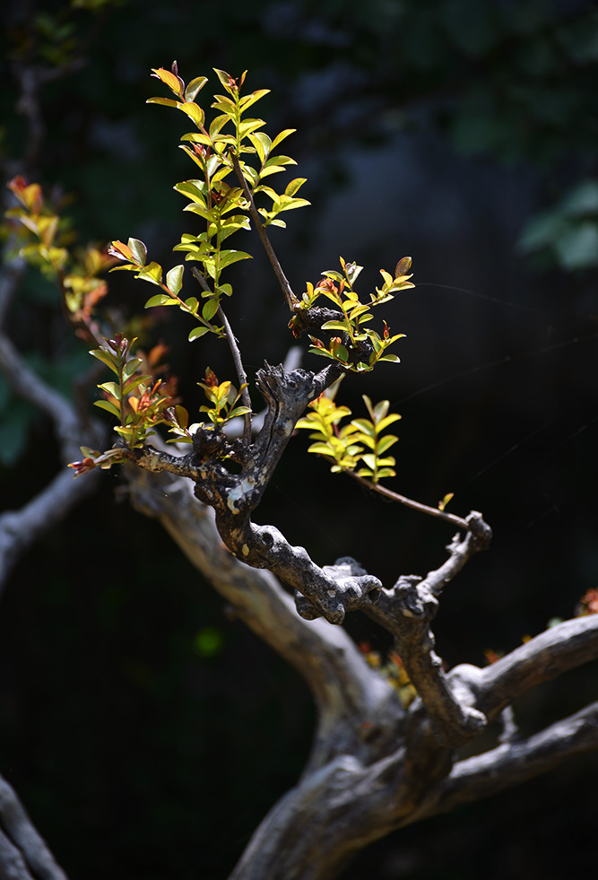 DSC_0806.jpg