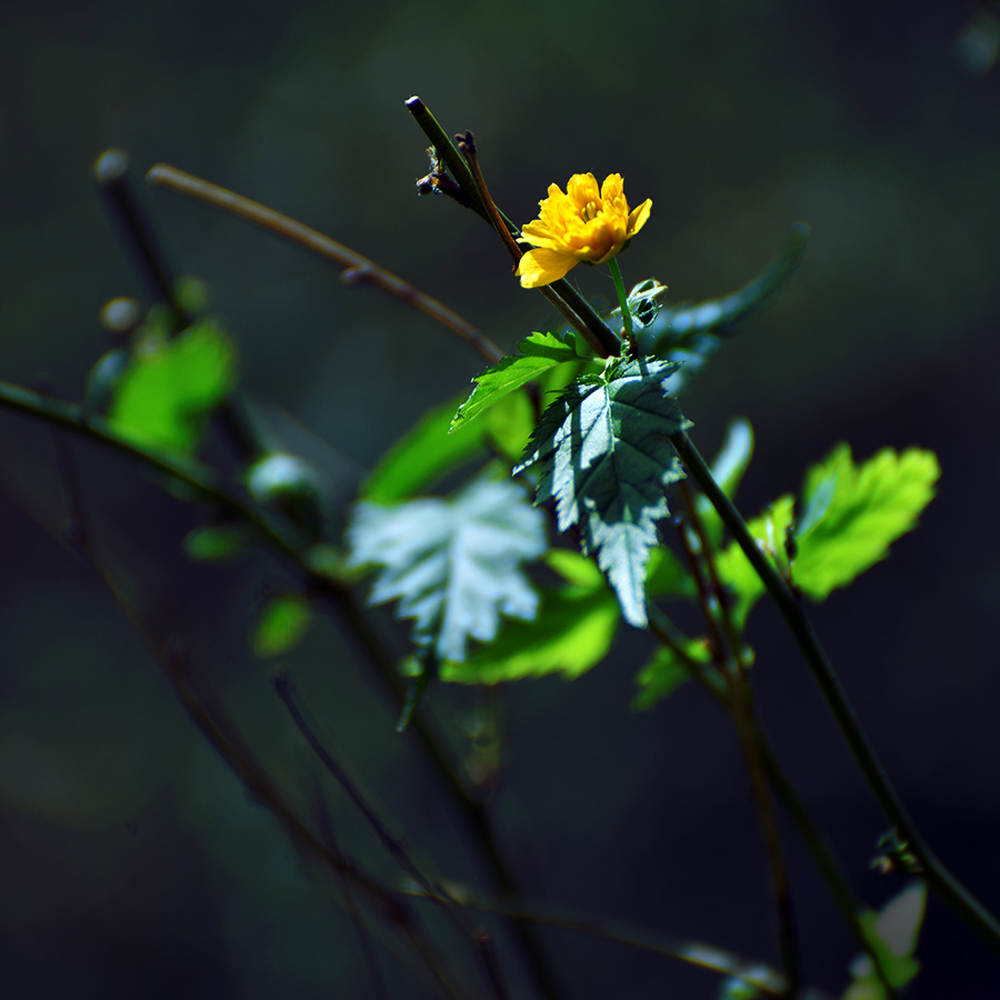 DSC_0721.jpg