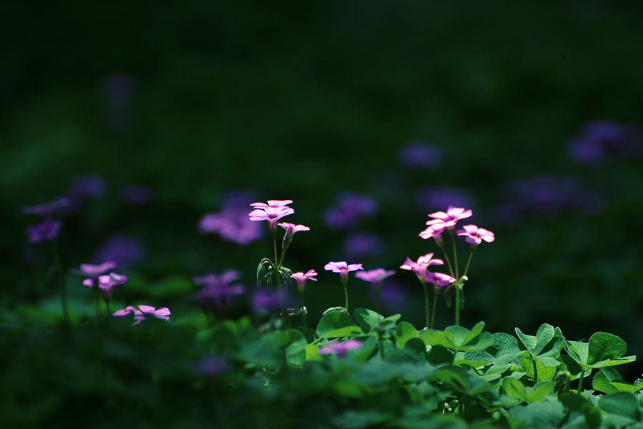 DSC_0712.jpg