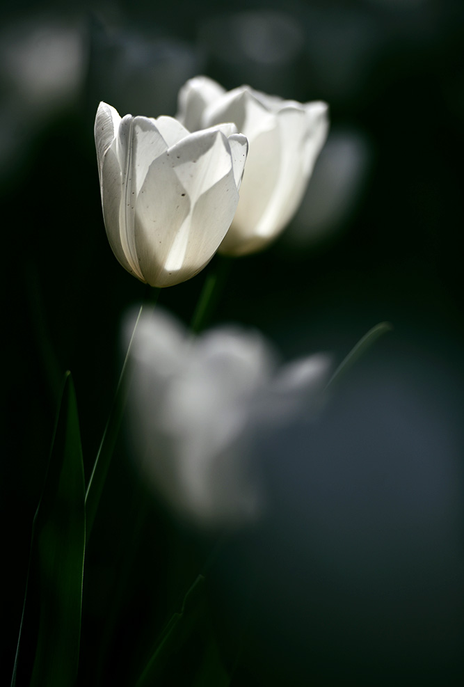 DSC_0679.jpg