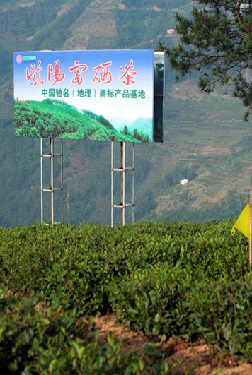 紫阳 235_副本1.jpg