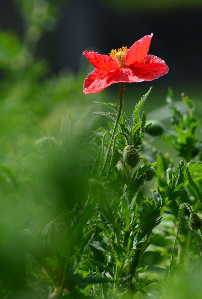 DSC_5967.jpg