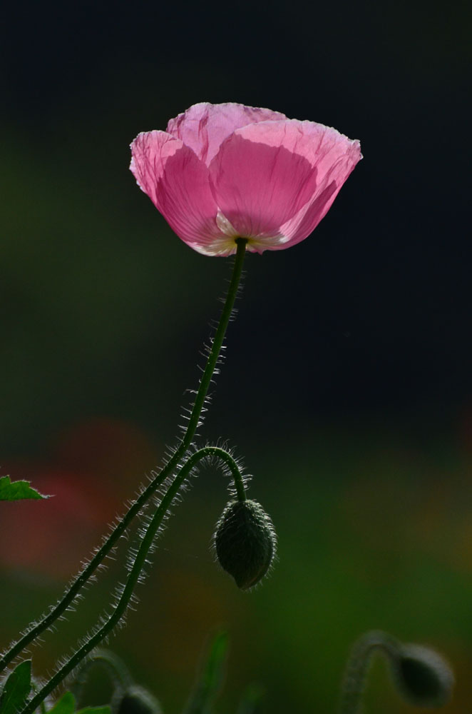 DSC_5955.jpg