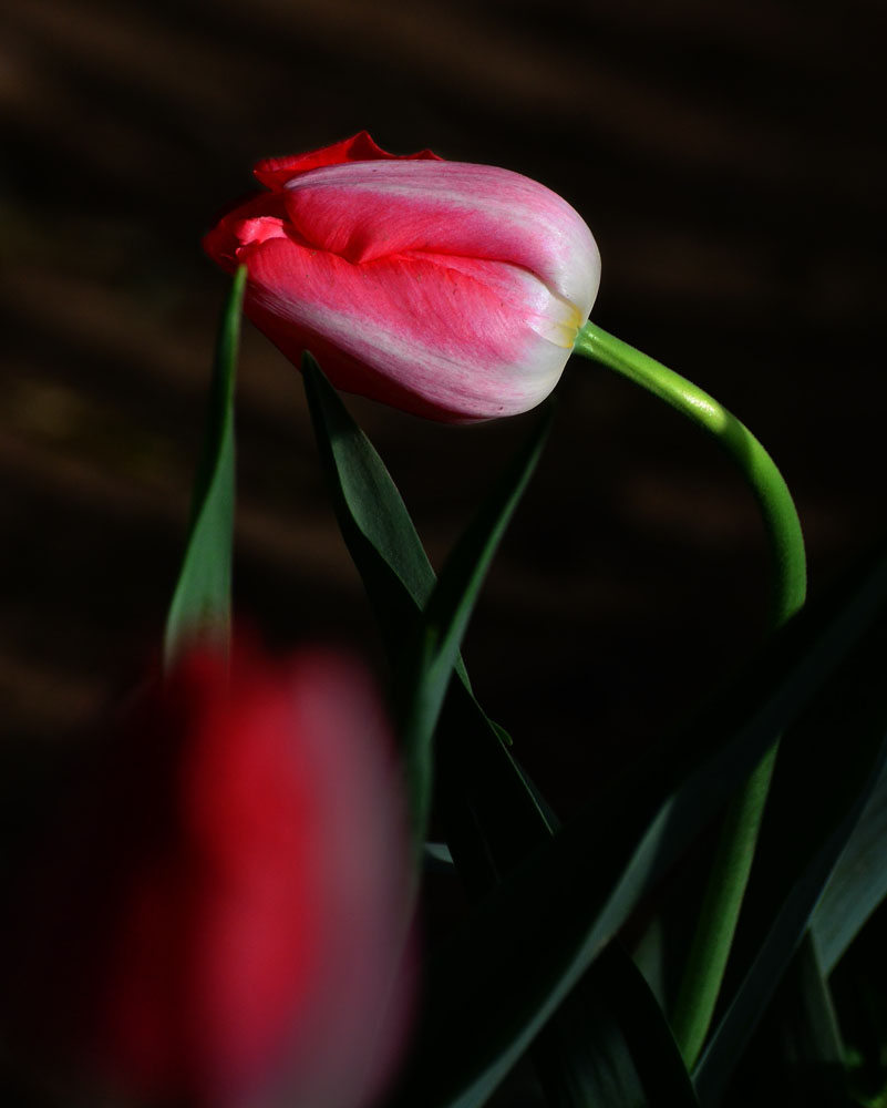 DSC_4676.jpg