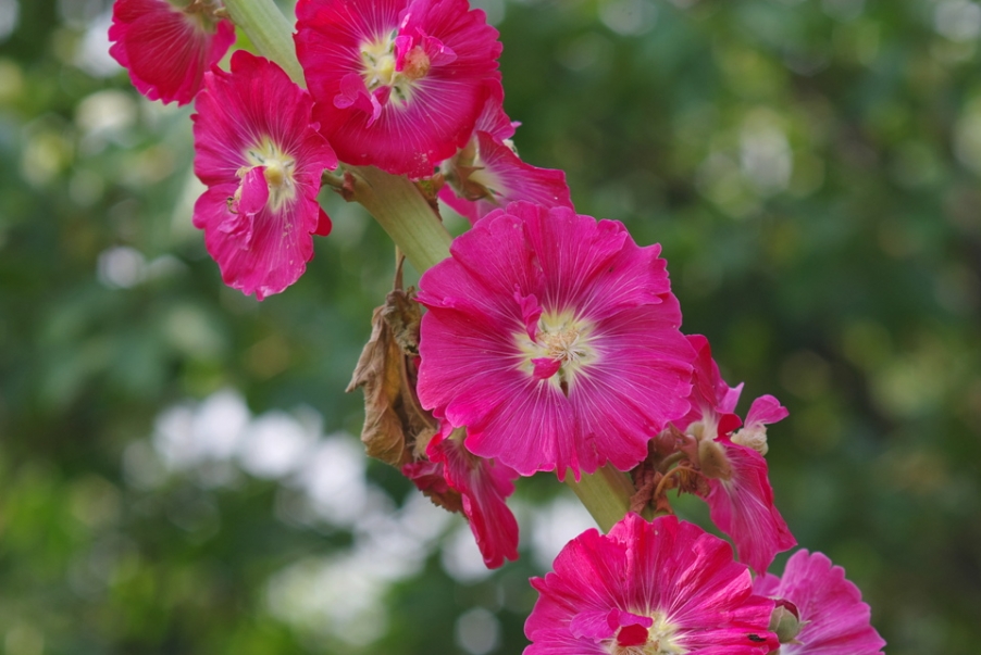 IMGP3976.jpg