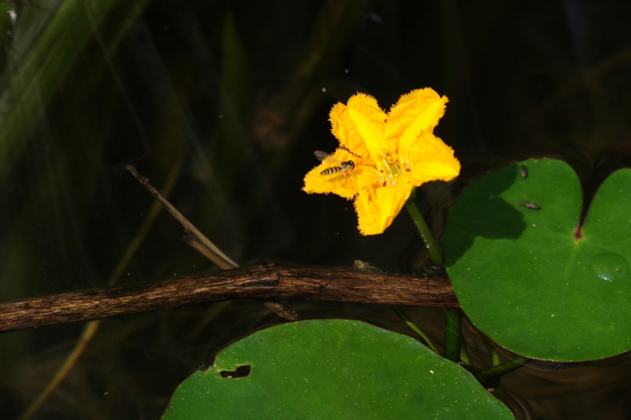 IMGP3989.jpg