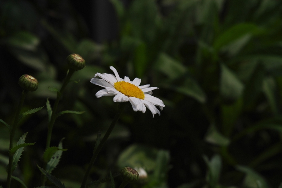 IMGP4001.jpg