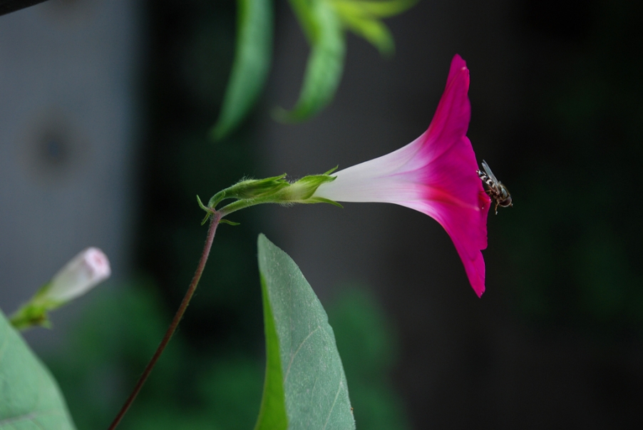 DSC_0050.JPG