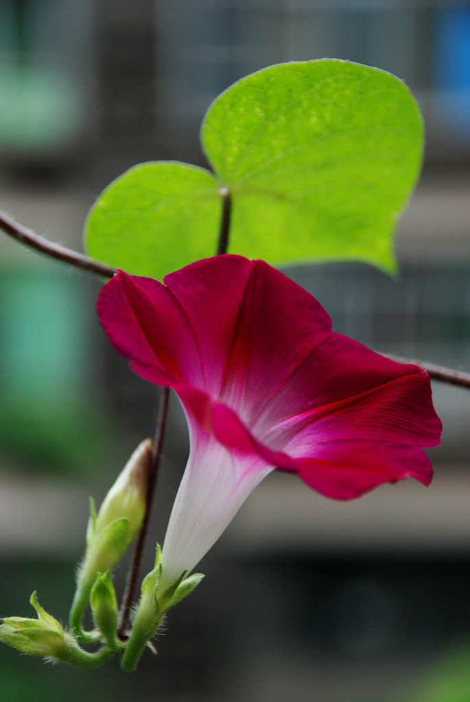 DSC_0249.JPG