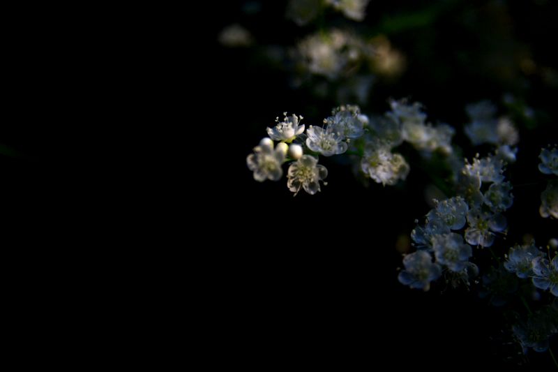 复件 IMG_1721.JPG