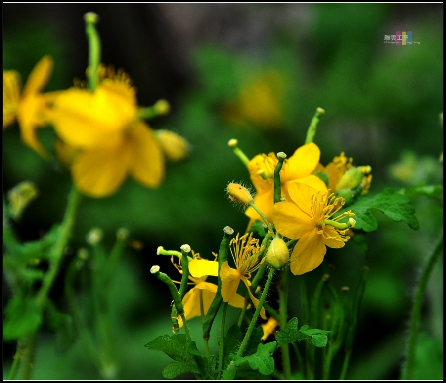 DSC_0046.jpg