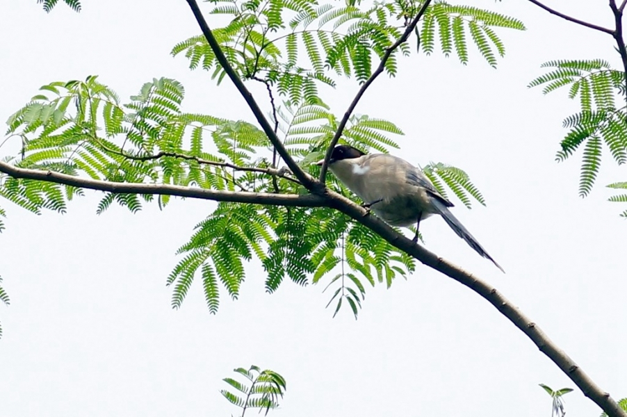 灰喜鹊009.jpg