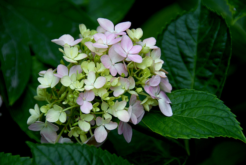 绣球花 (1).jpg