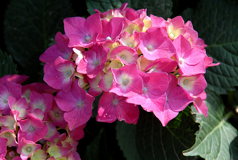 绣球花 (14).jpg