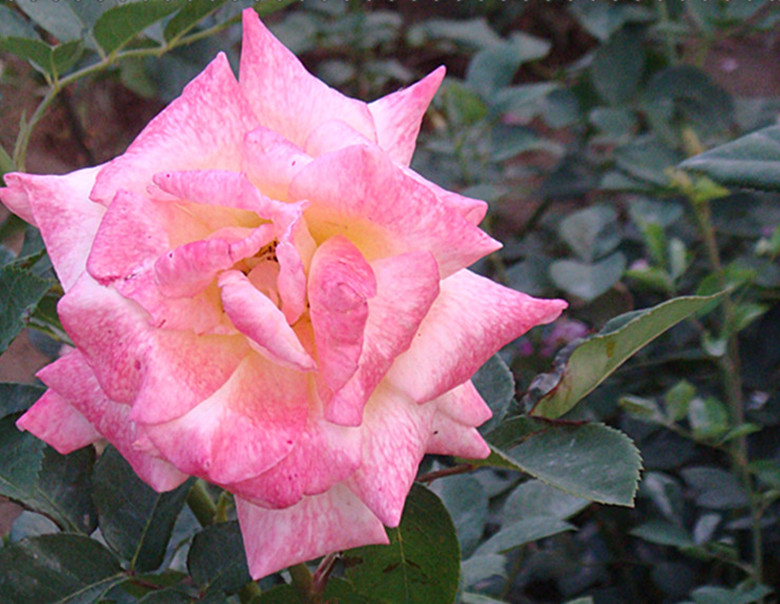 DSC06122_副本_副本.jpg