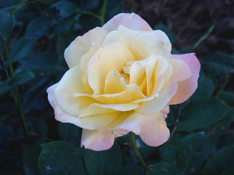 DSC06123_副本_副本.jpg