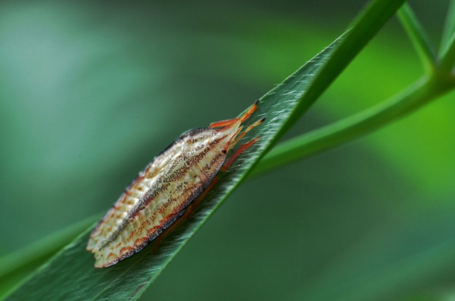 虫虫特工队1.jpg