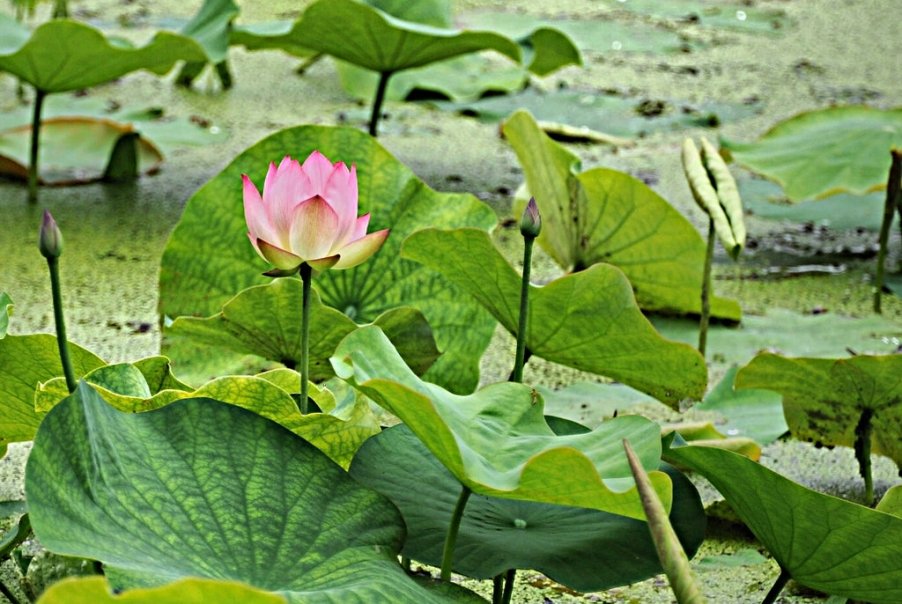DSC_9761_HZP.jpg