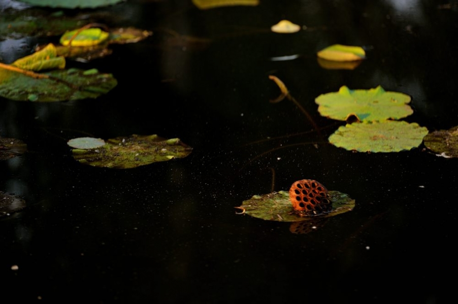 DSC_9498.jpg